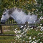 Champion 1chb Exterieurcheval