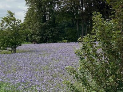 Gîtes normands de charme Les Châtaigniers Studio